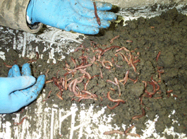 Worm image